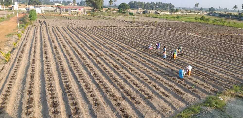 Neatly organized farm fields demonstrating sustainable farming practices.
